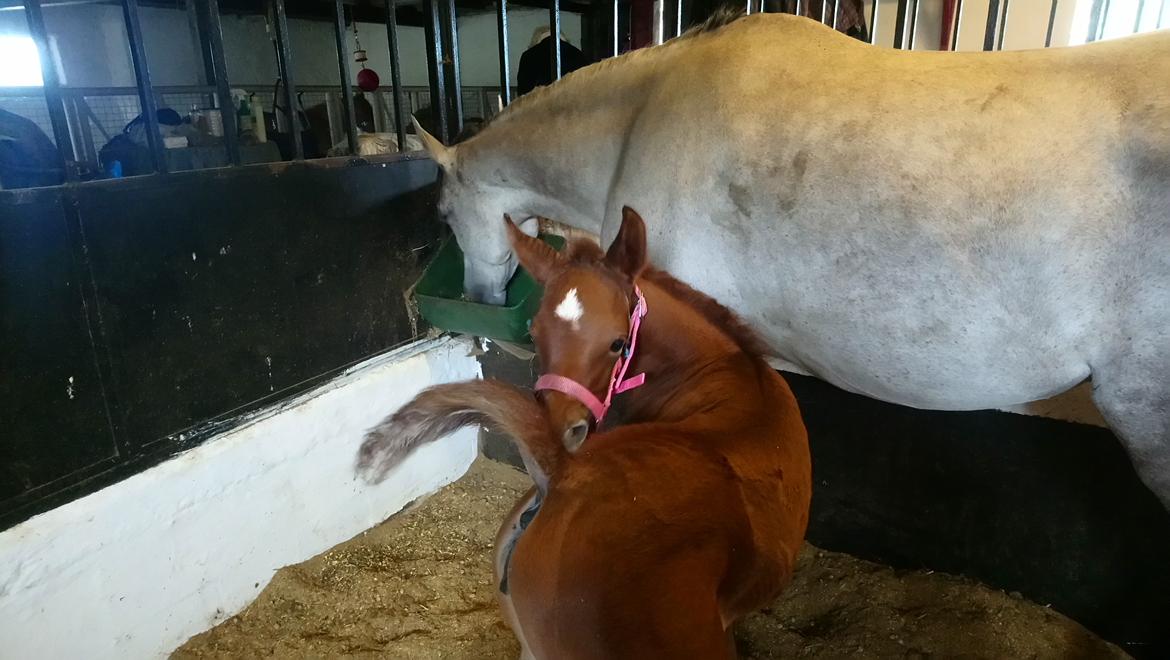 Arabisk fuldblod (OX) Shanzy bint sharifa ox *SOLGT* billede 36