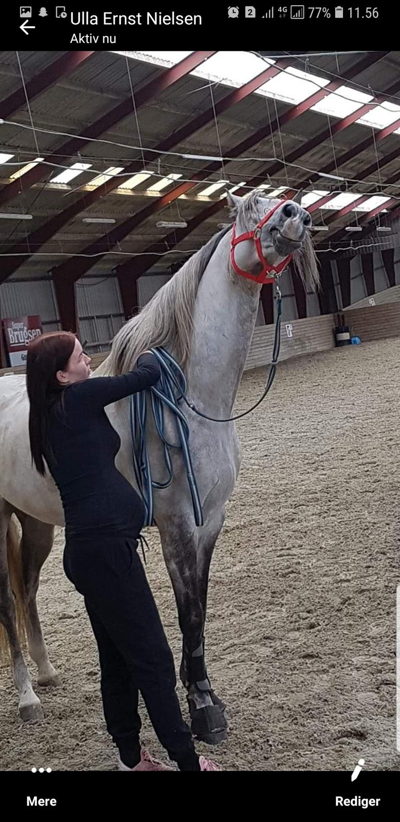 Lusitano Gladiador  billede 8