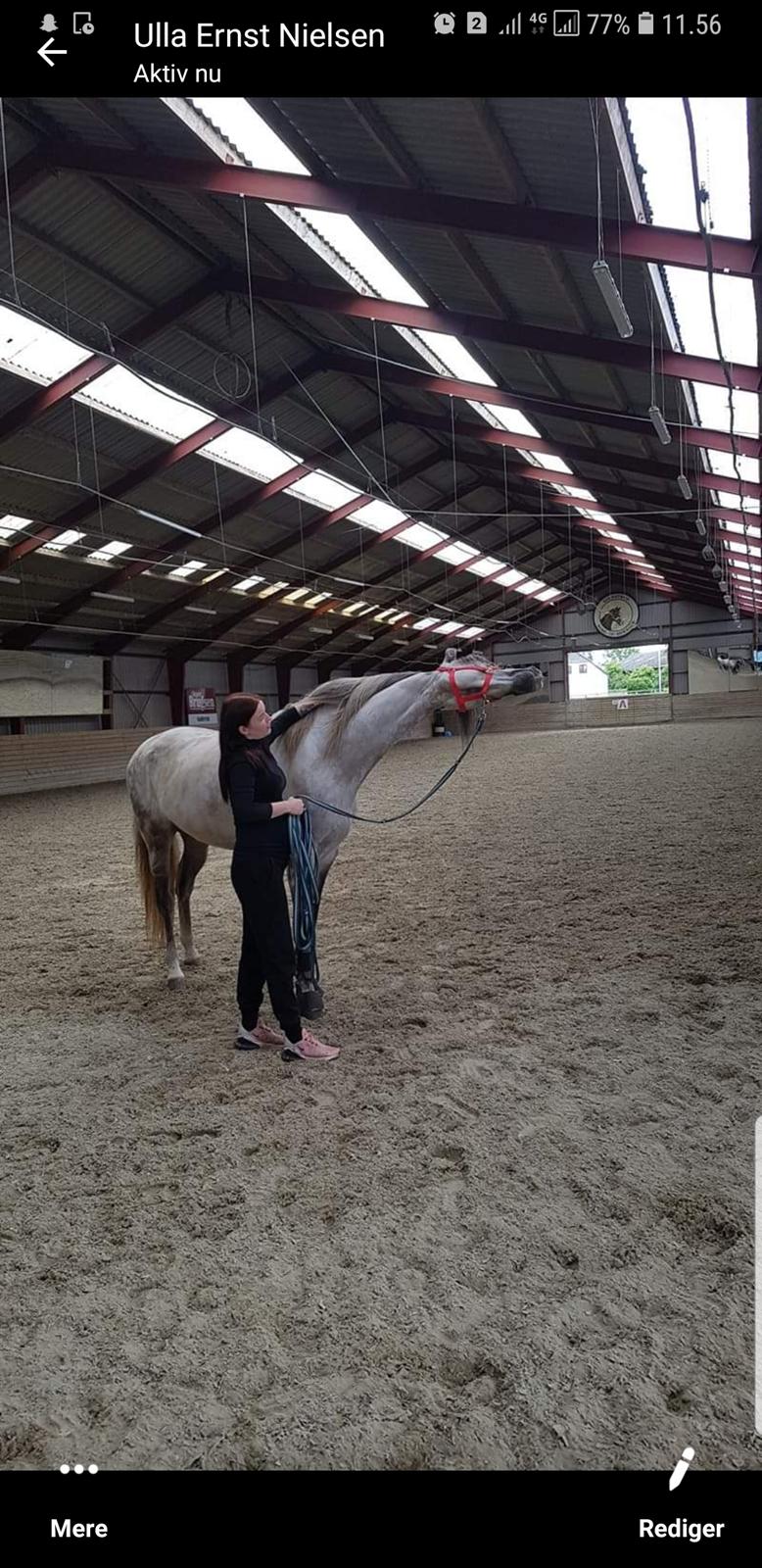 Lusitano Gladiador  billede 9