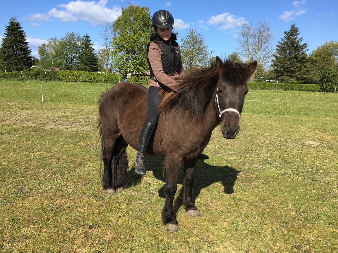 Islænder Sunna fra Hindø billede 1