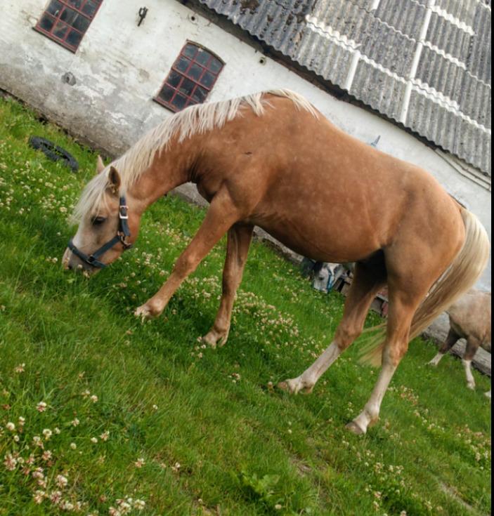 Welsh Partbred (Sec F) Mosedalens Amazing Gold (Gulddreng) billede 11