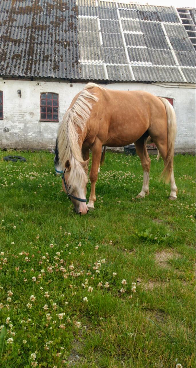 Welsh Partbred (Sec F) Mosedalens Amazing Gold (Gulddreng) billede 12