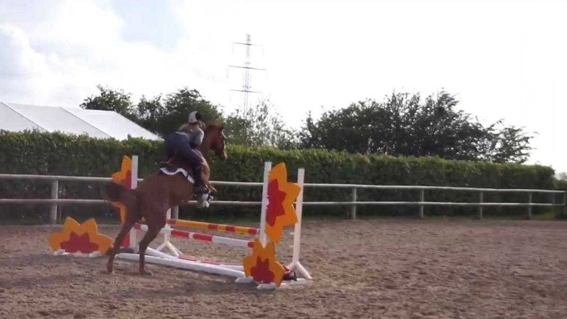 Trakehner Charitas billede 5