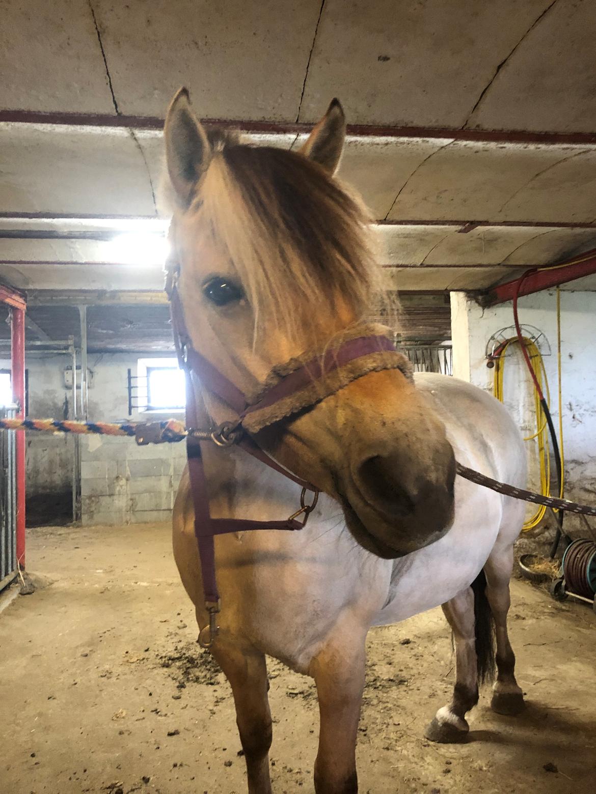 Fjordhest Zindi lærkedal - Hos tidligere ejer, efter en vellykket 2. ridetur <3 billede 6