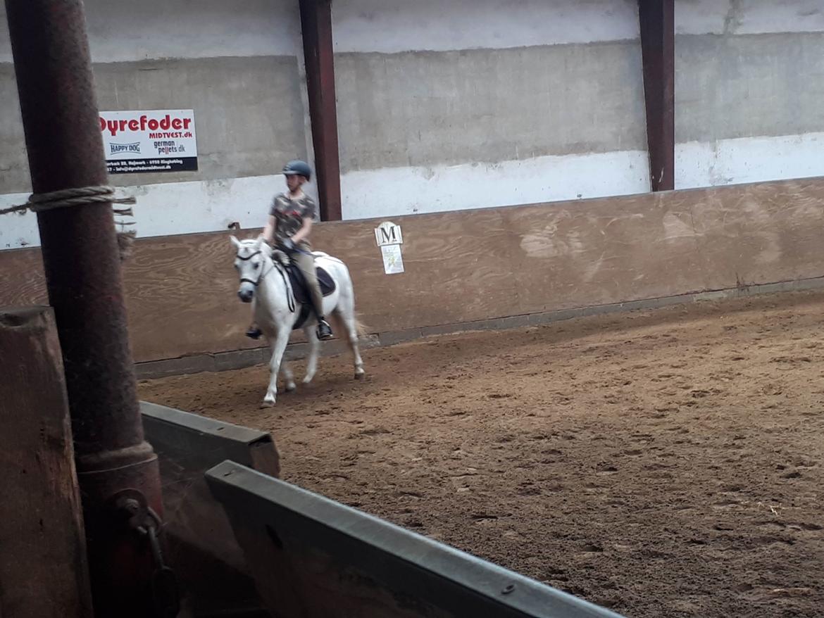 Welsh Mountain (sec A) Gribvads Nisa billede 1