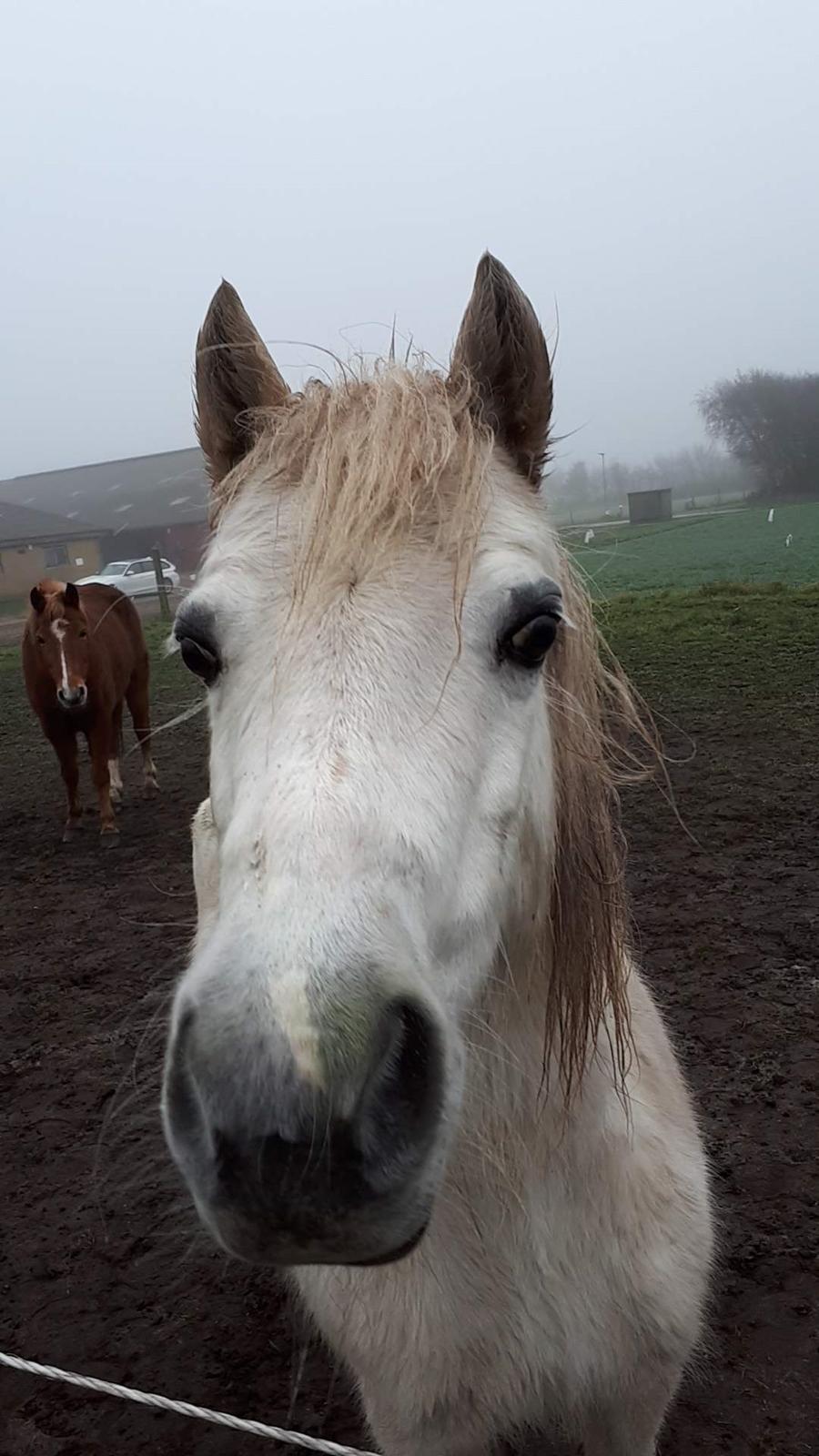 Welsh Mountain (sec A) Gribvads Nisa billede 5