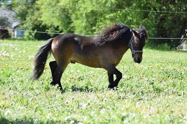 Amerikansk Miniature Lm wild painted lazett billede 17