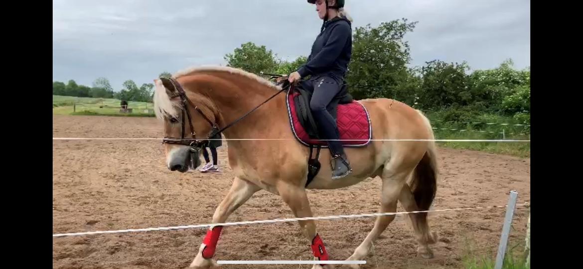 Haflinger Arthos nordan billede 6