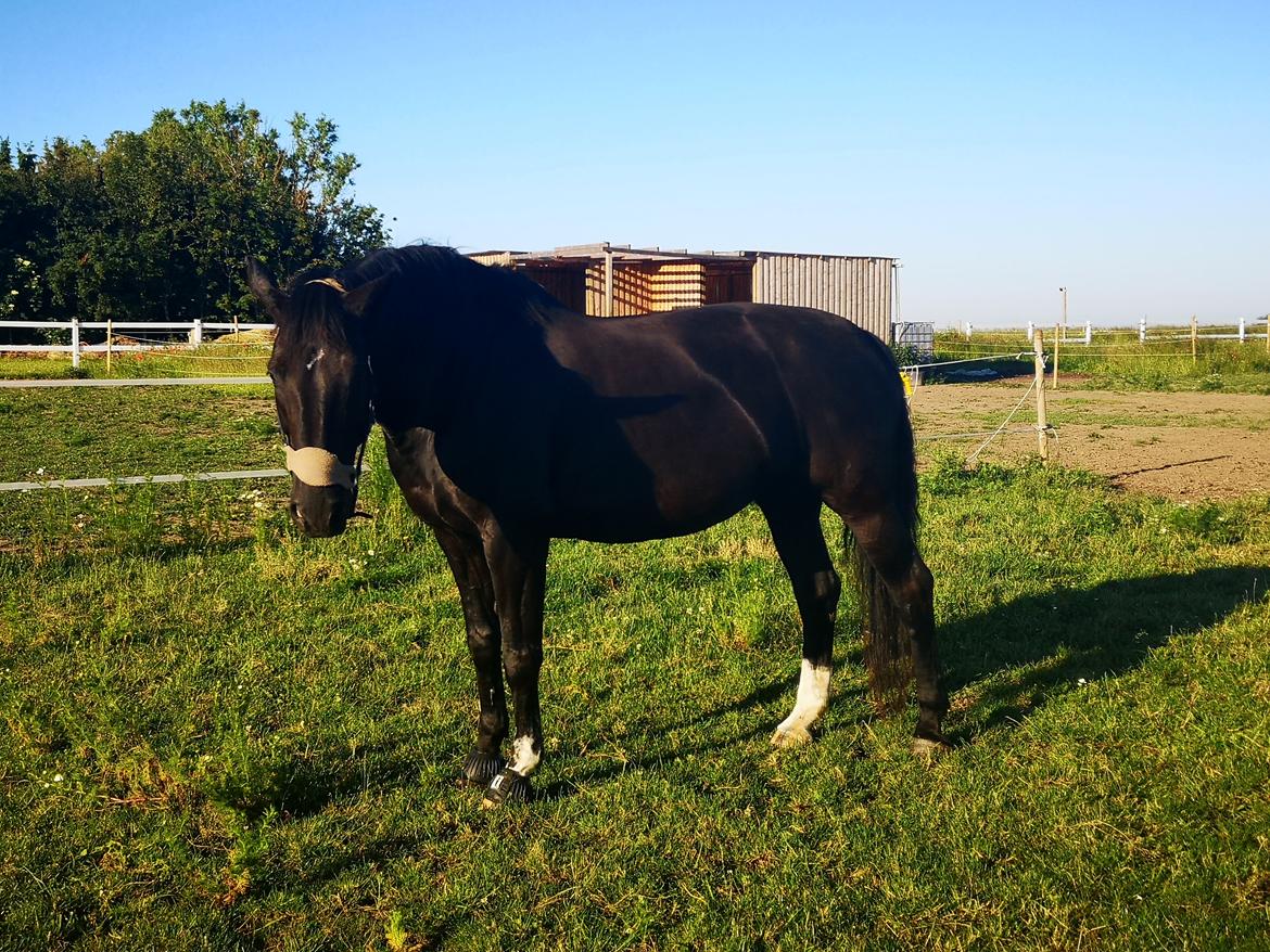 Anden særlig race wanilia billede 20