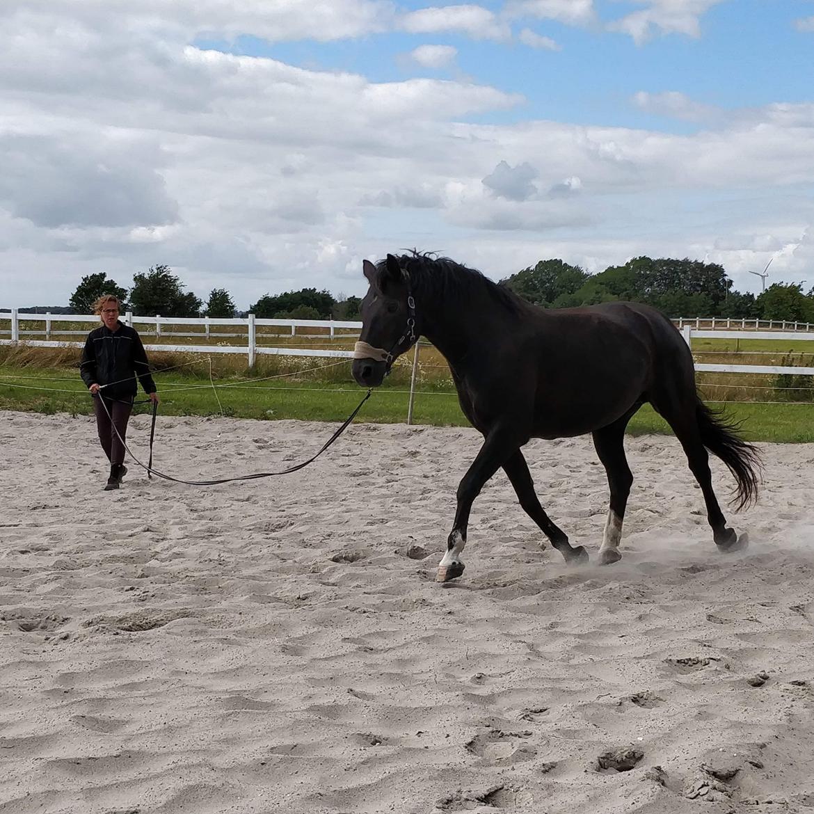 Anden særlig race wanilia billede 21