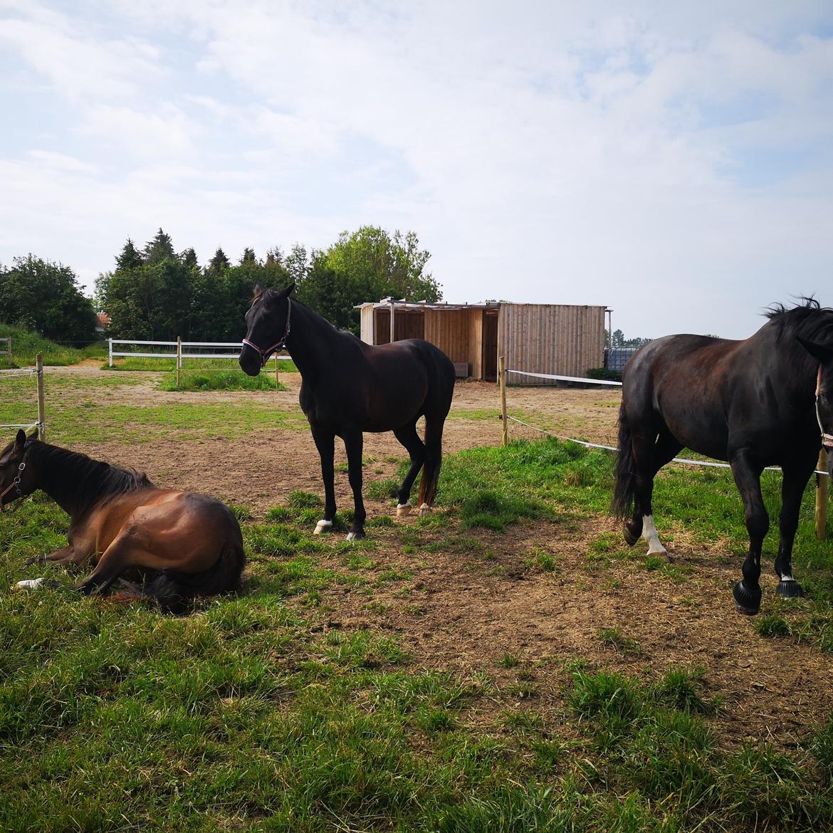 Anden særlig race wanilia billede 22