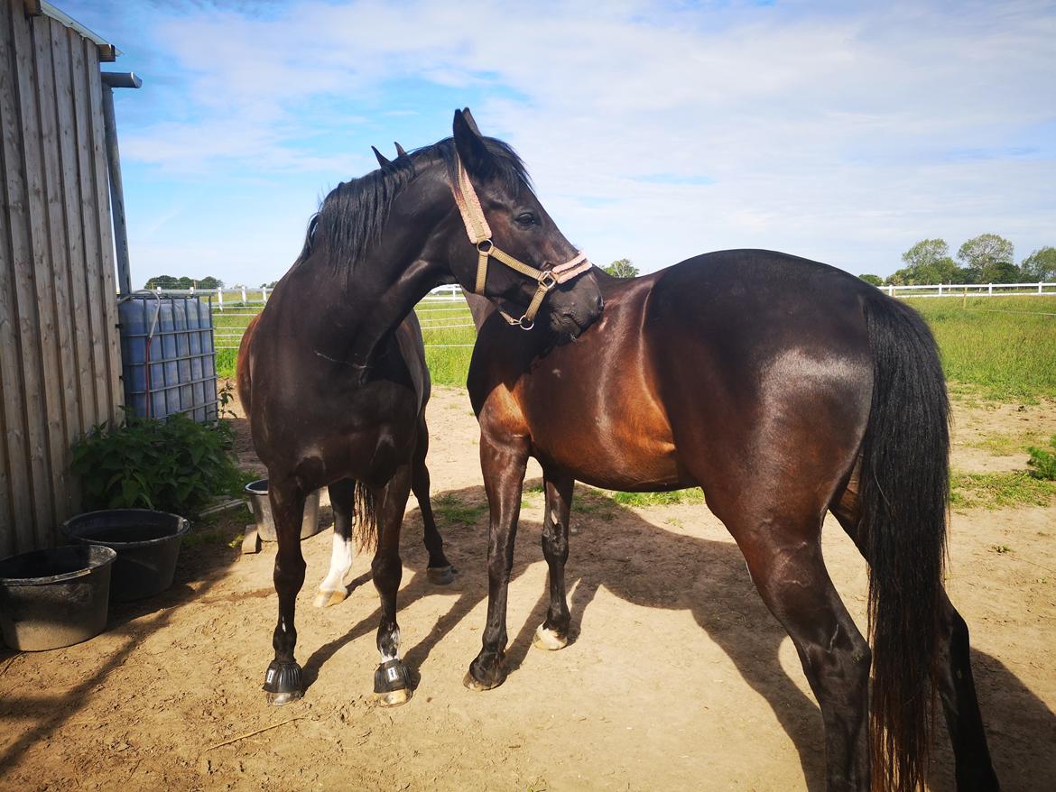 Anden særlig race wanilia billede 11