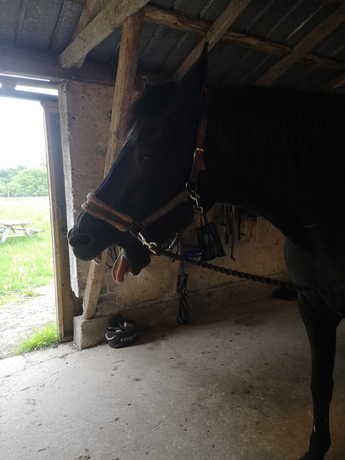 Anden særlig race wanilia billede 23