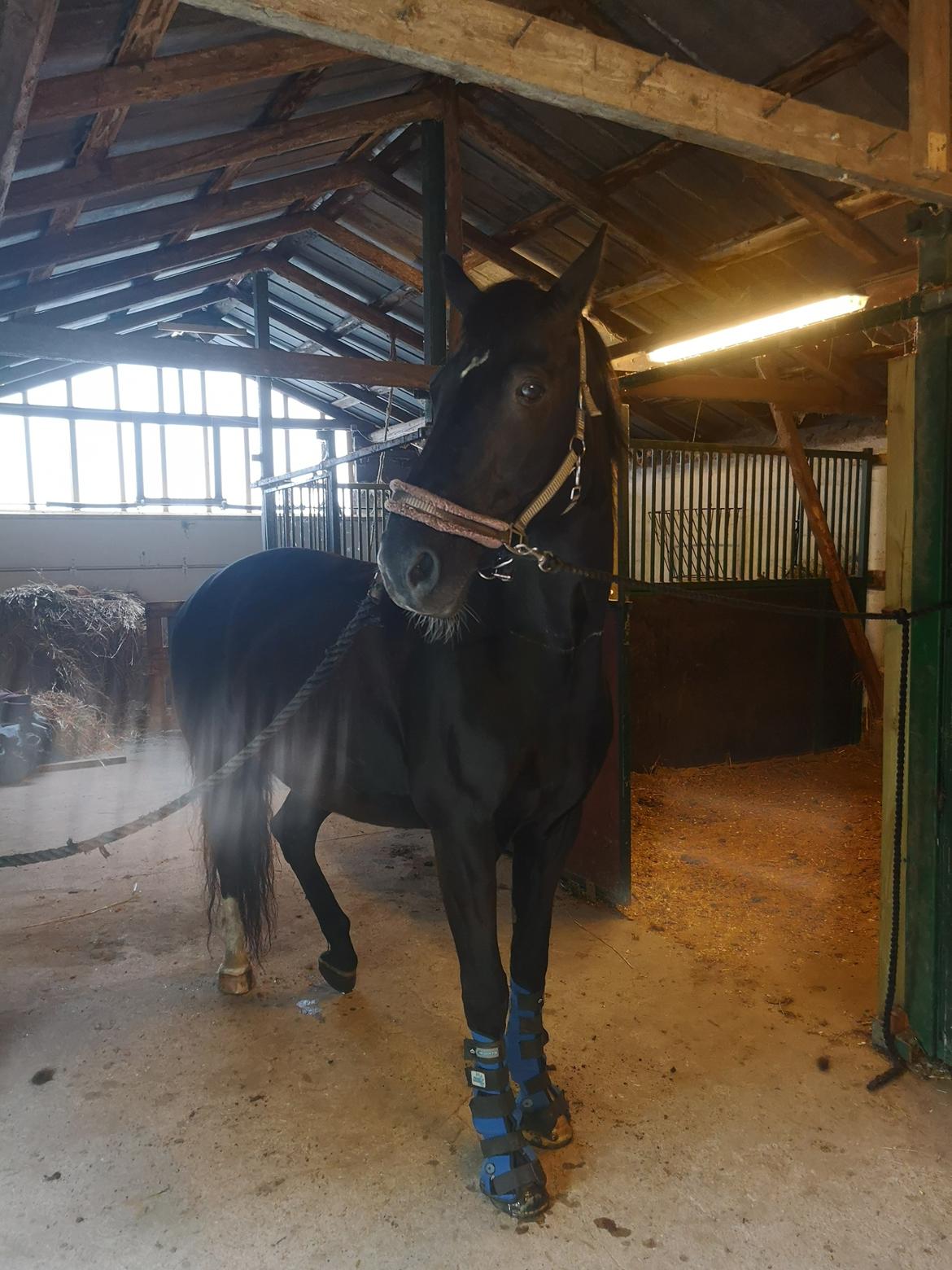 Anden særlig race wanilia billede 24