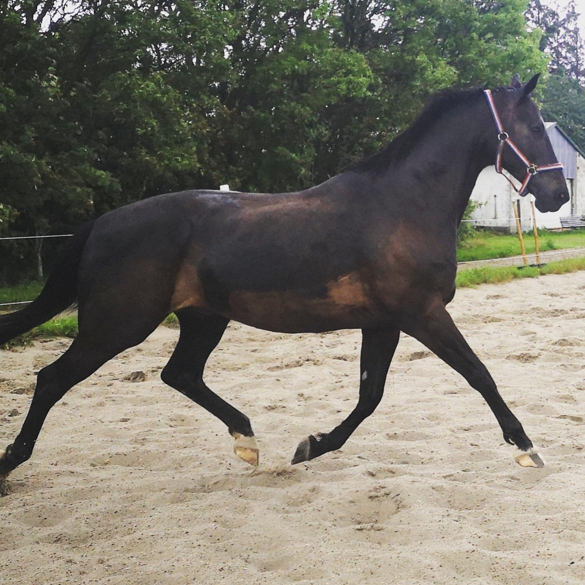 Dansk Varmblod Højmarks falco billede 28