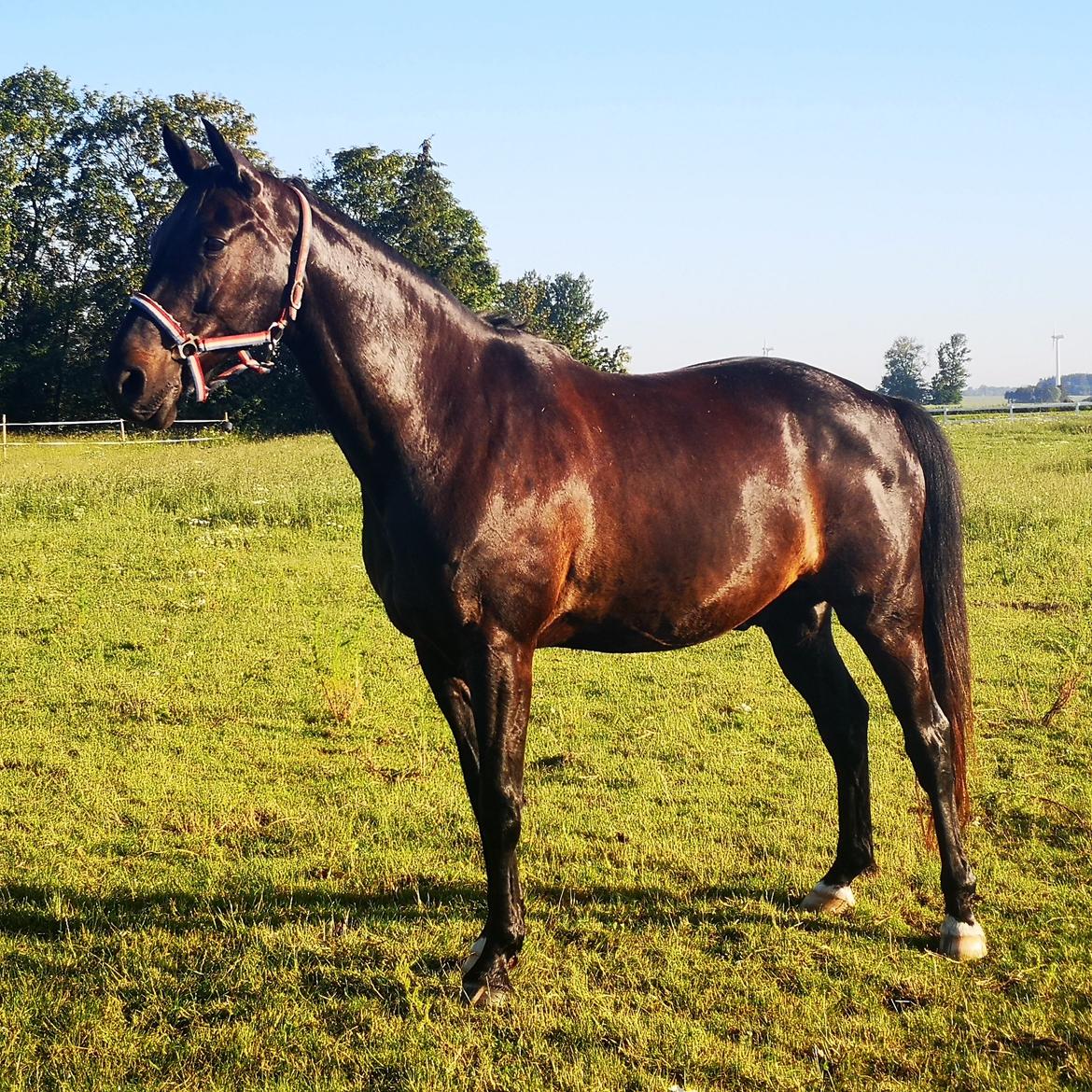 Dansk Varmblod Højmarks falco billede 29