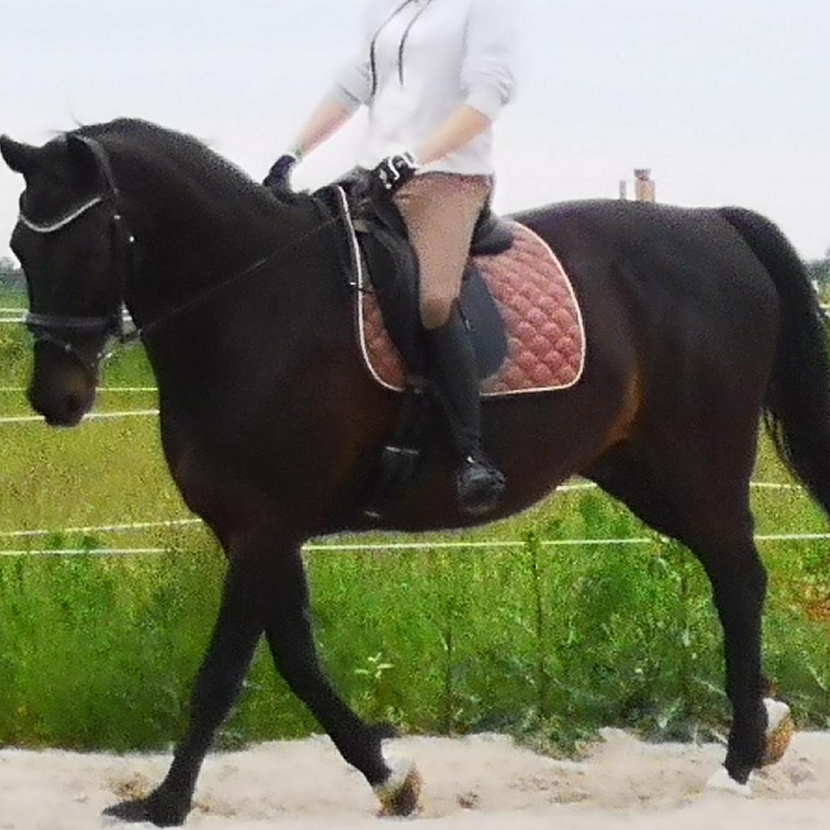 Dansk Varmblod Højmarks falco billede 30