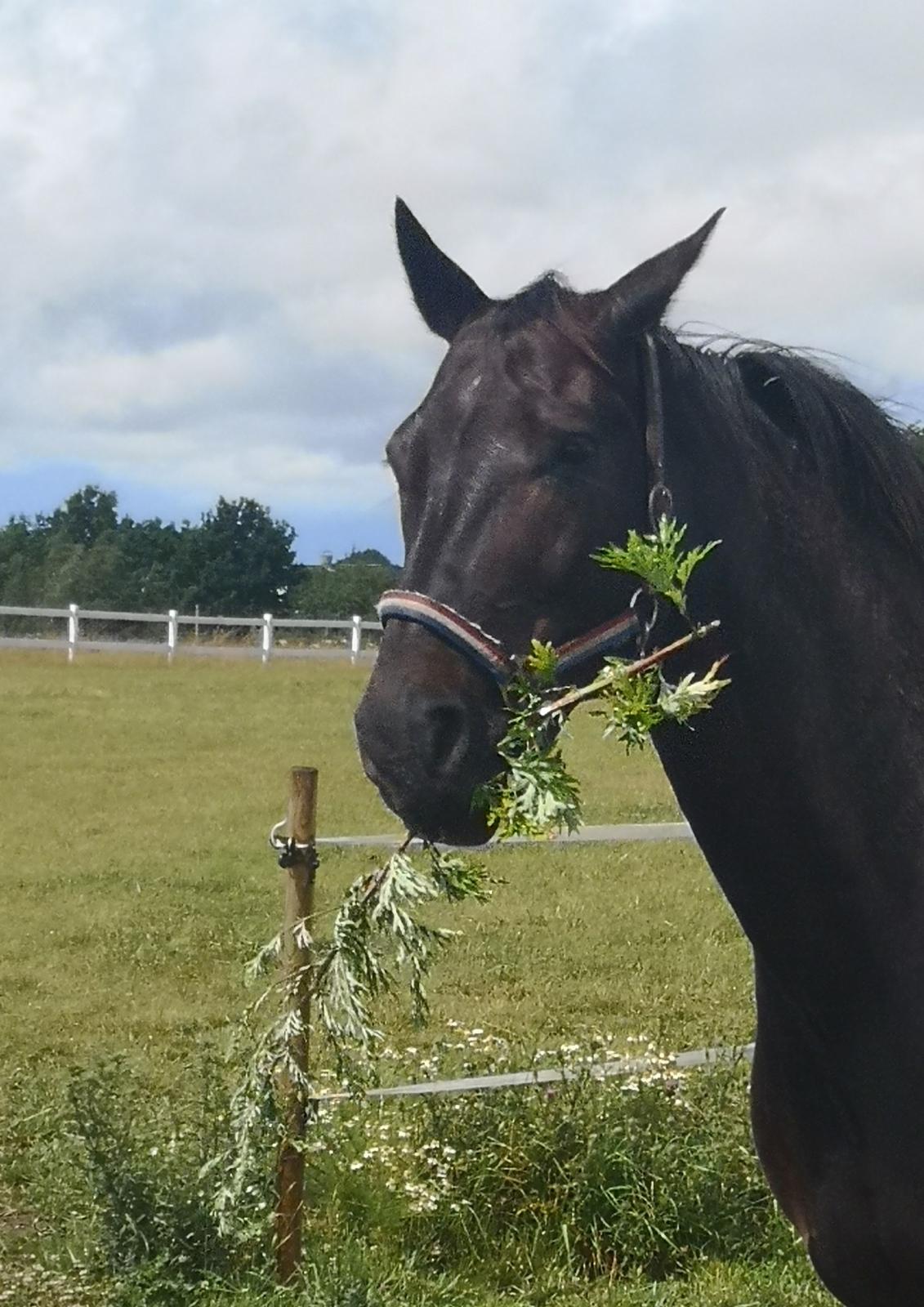 Dansk Varmblod Højmarks falco billede 31
