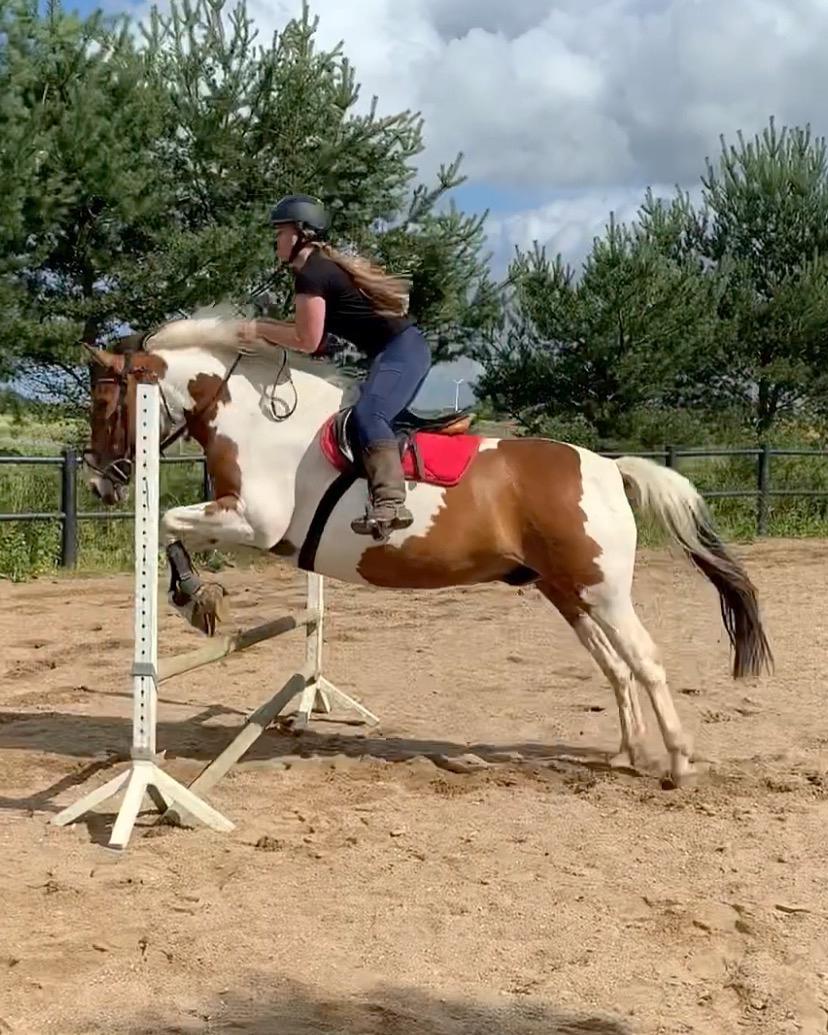 Anden særlig race Buller billede 17