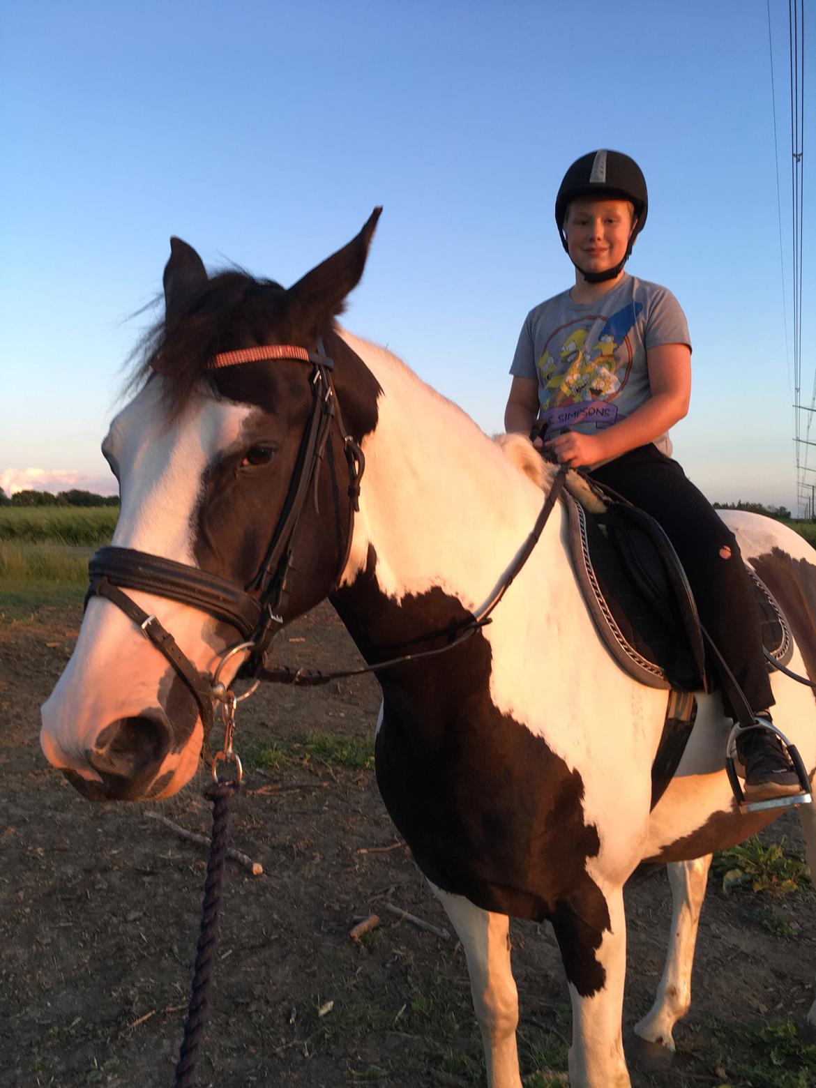 Anden særlig race Diego (Dalle) *Solgt* billede 18