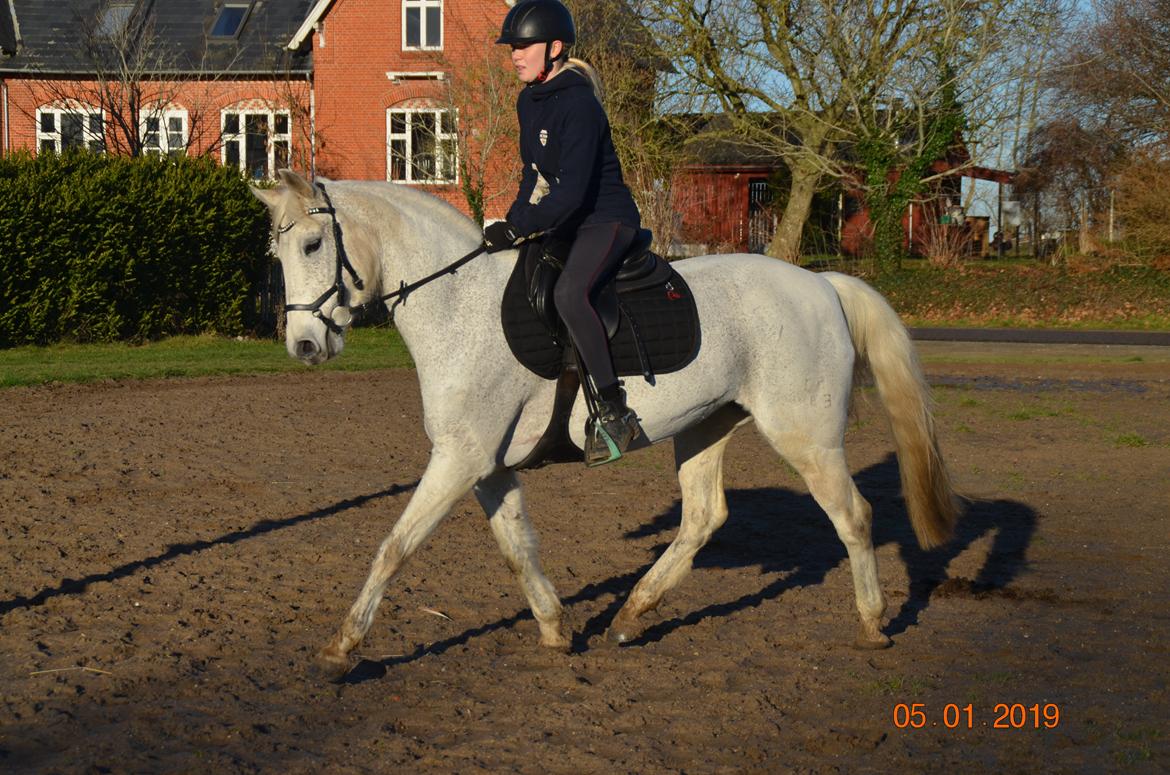 Arabisk fuldblod (OX) Athena billede 2