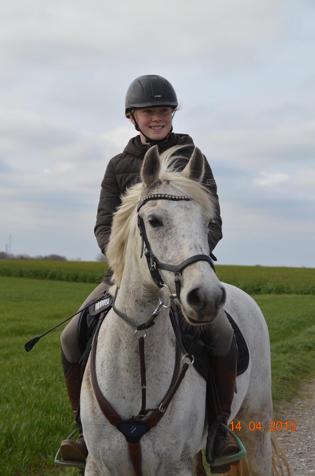 Arabisk fuldblod (OX) Athena billede 9