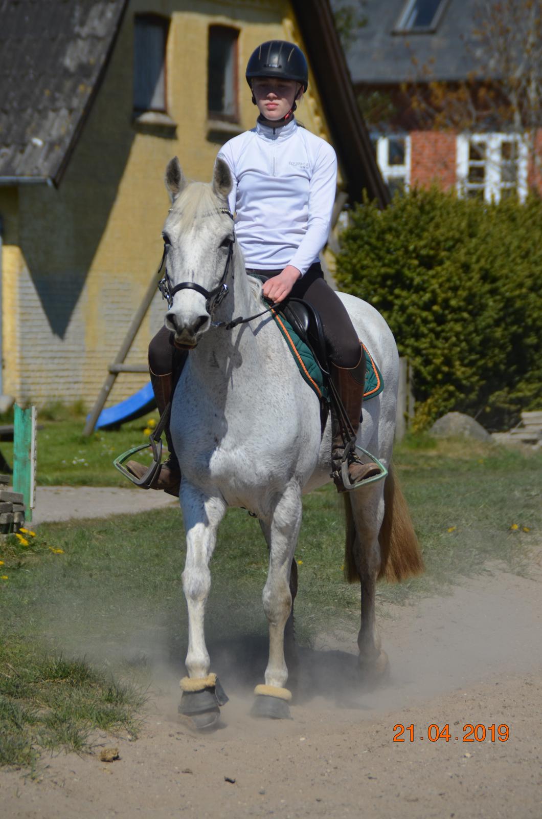 Arabisk fuldblod (OX) Athena billede 4