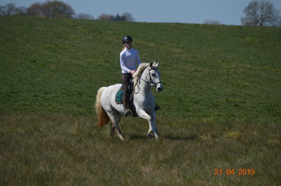 Arabisk fuldblod (OX) Athena billede 11