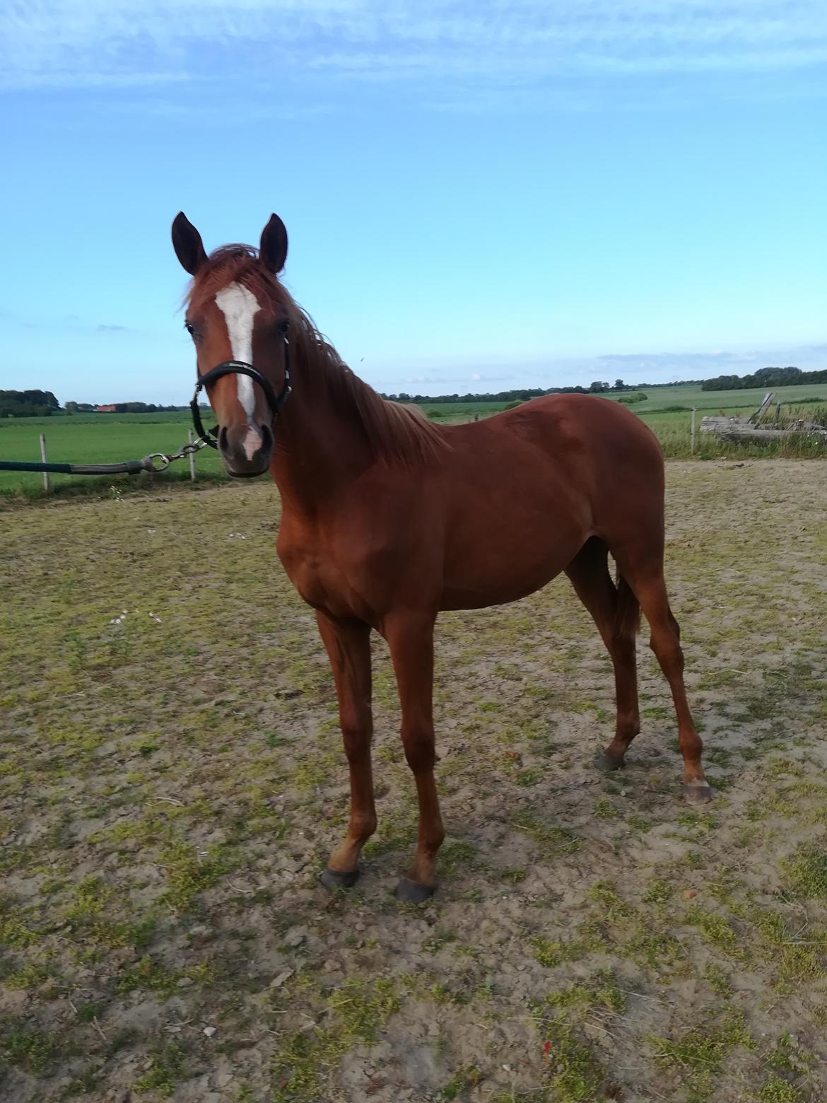 Palomino Ametyst billede 10