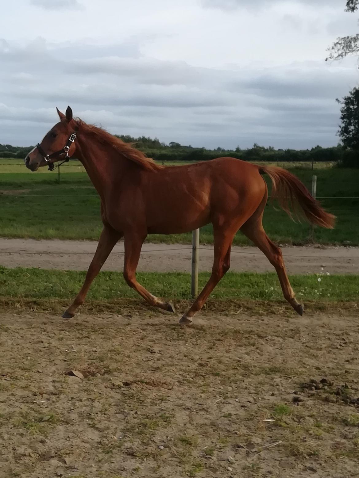 Palomino Ametyst billede 12