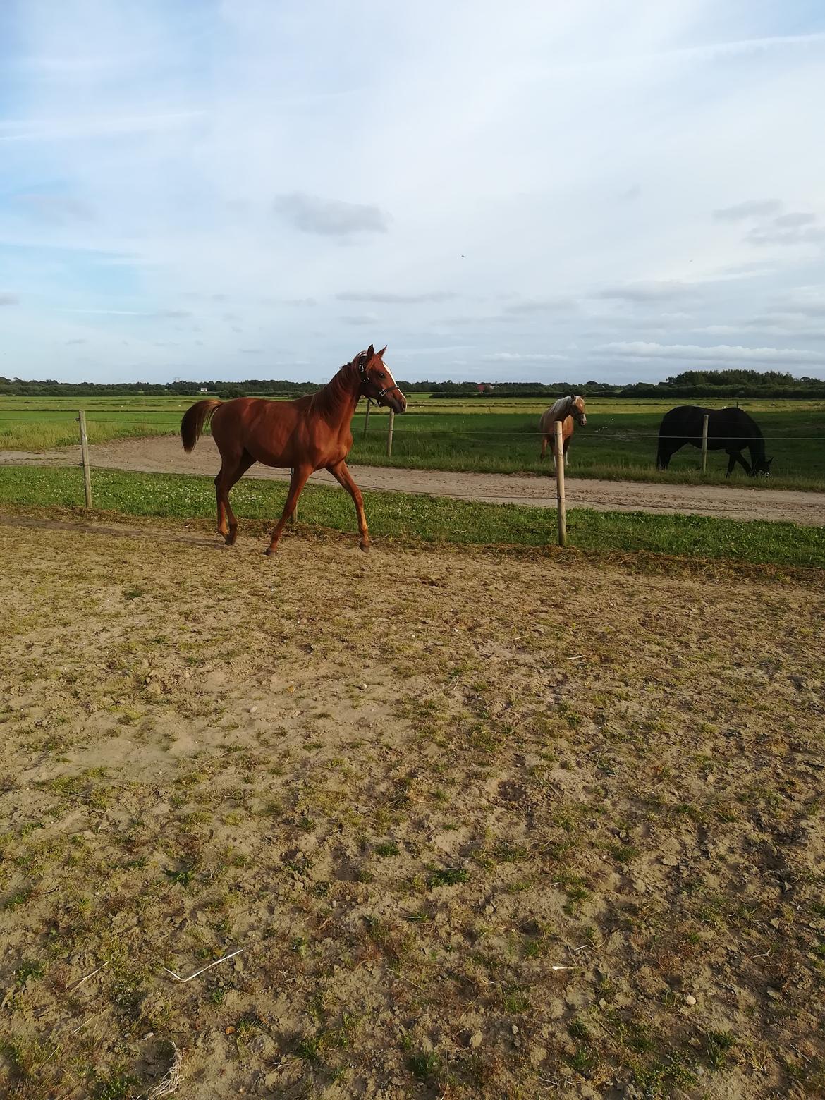 Palomino Ametyst billede 13