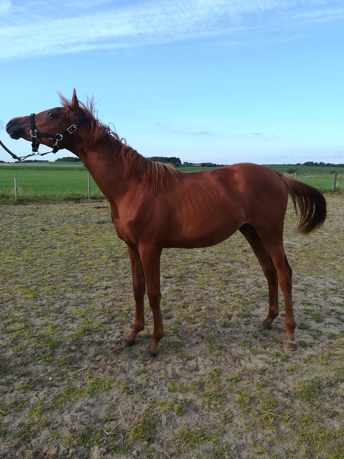 Palomino Ametyst billede 11