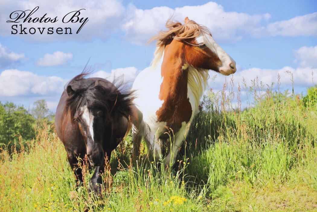 Irish Cob Nydal's Spencer - 28/05/19 billede 6