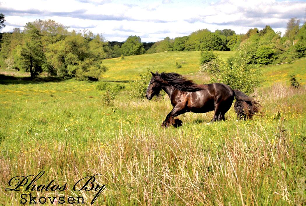 Irish Cob Nydal's Dark Knight of Sorcas - 28/05/19 billede 1