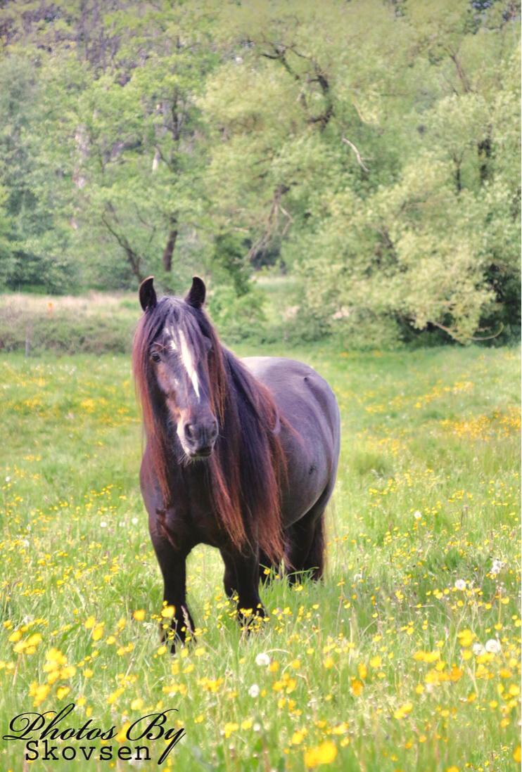 Irish Cob Nydal's Dark Knight of Sorcas - 28/05/19 billede 2