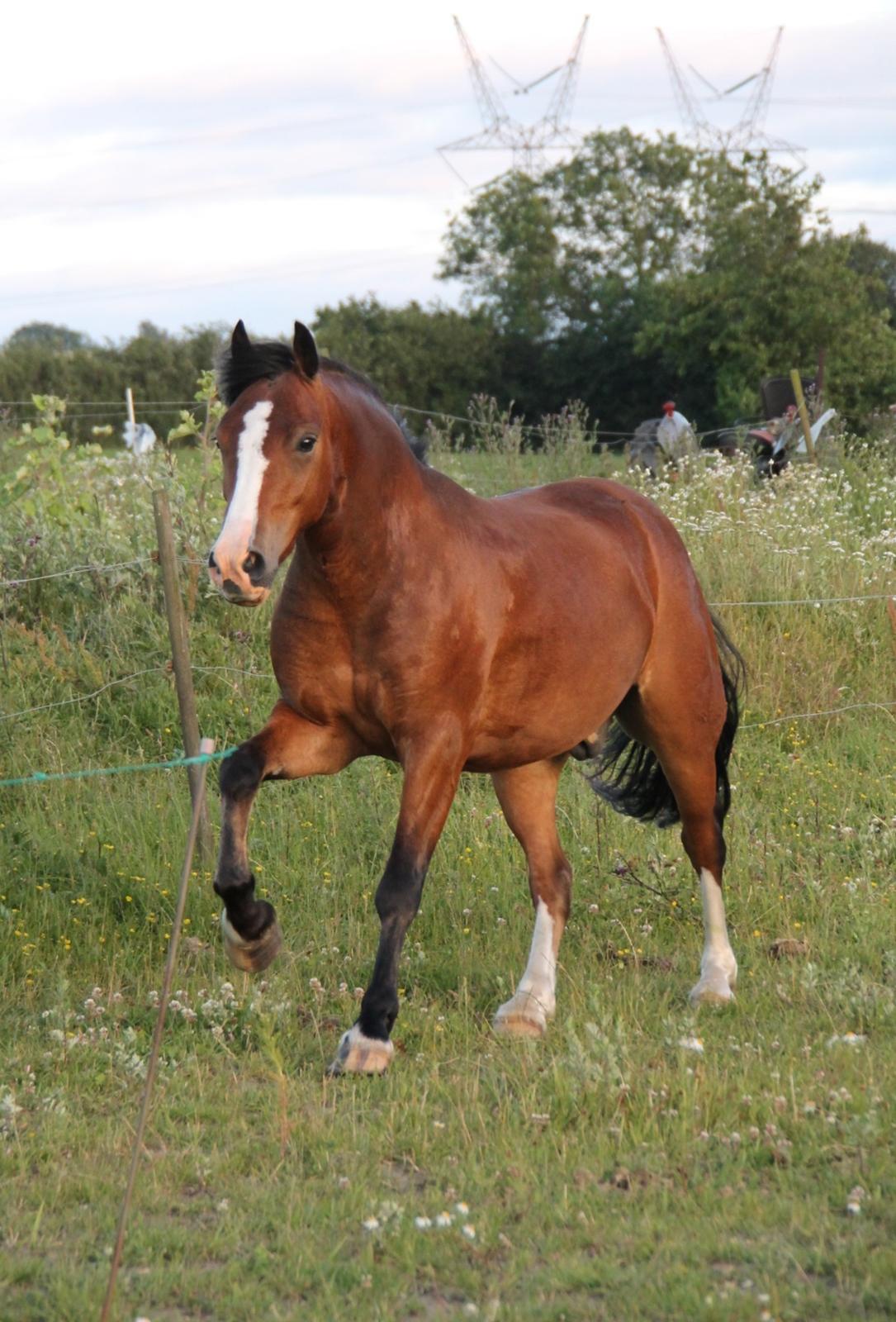 Welsh Pony af Cob-type (sec C) Flynn Rider billede 11