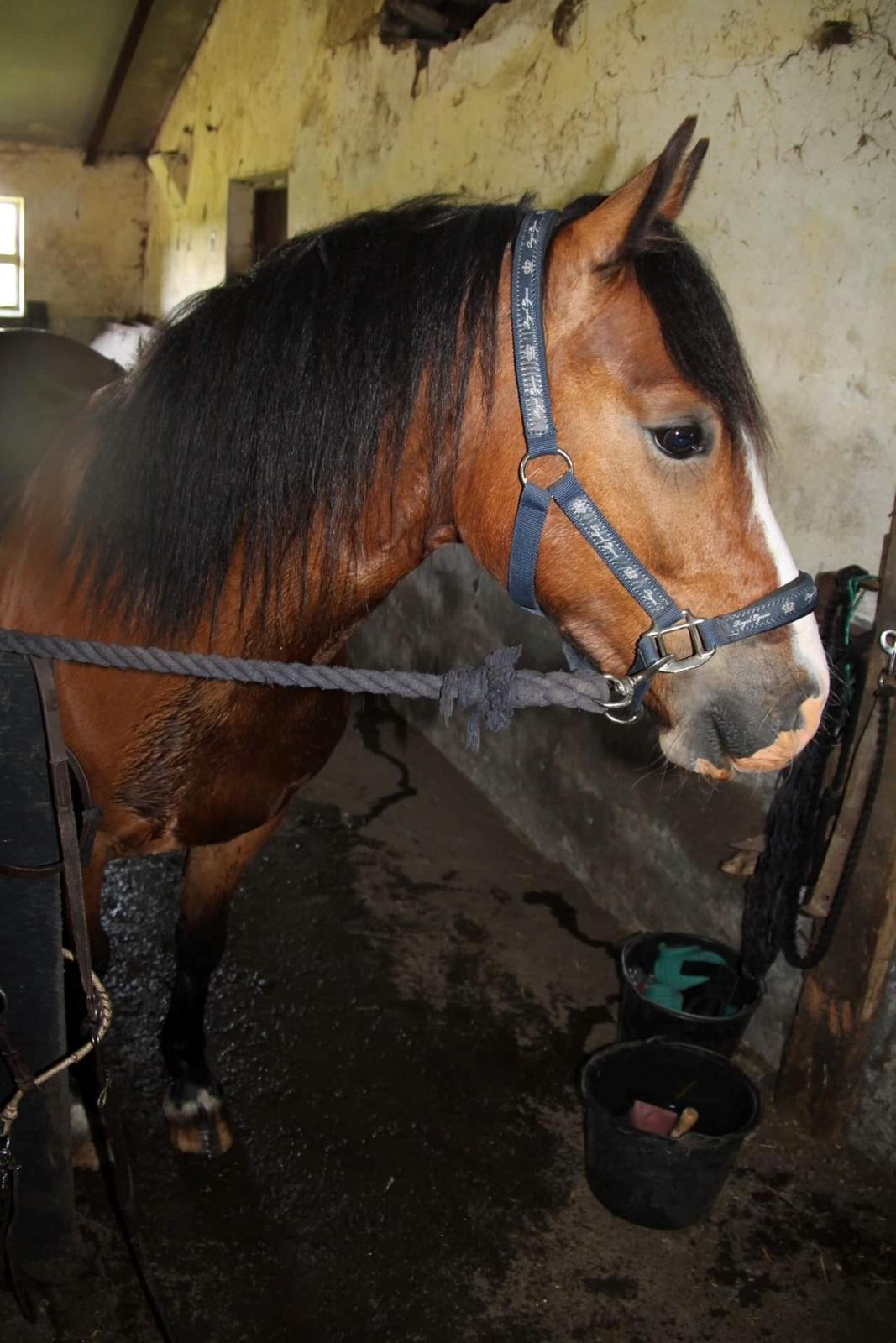 Welsh Pony af Cob-type (sec C) Flynn Rider billede 12