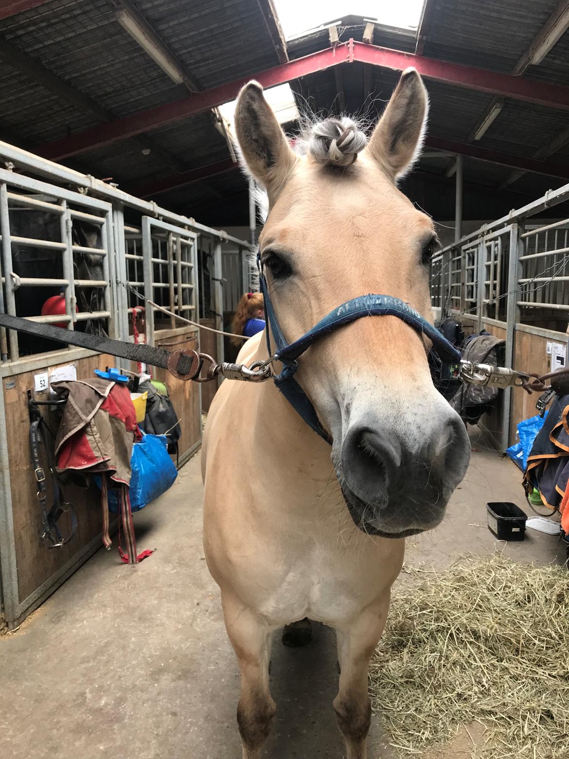 Fjordhest Merle vårby - (Tideliger part) billede 10