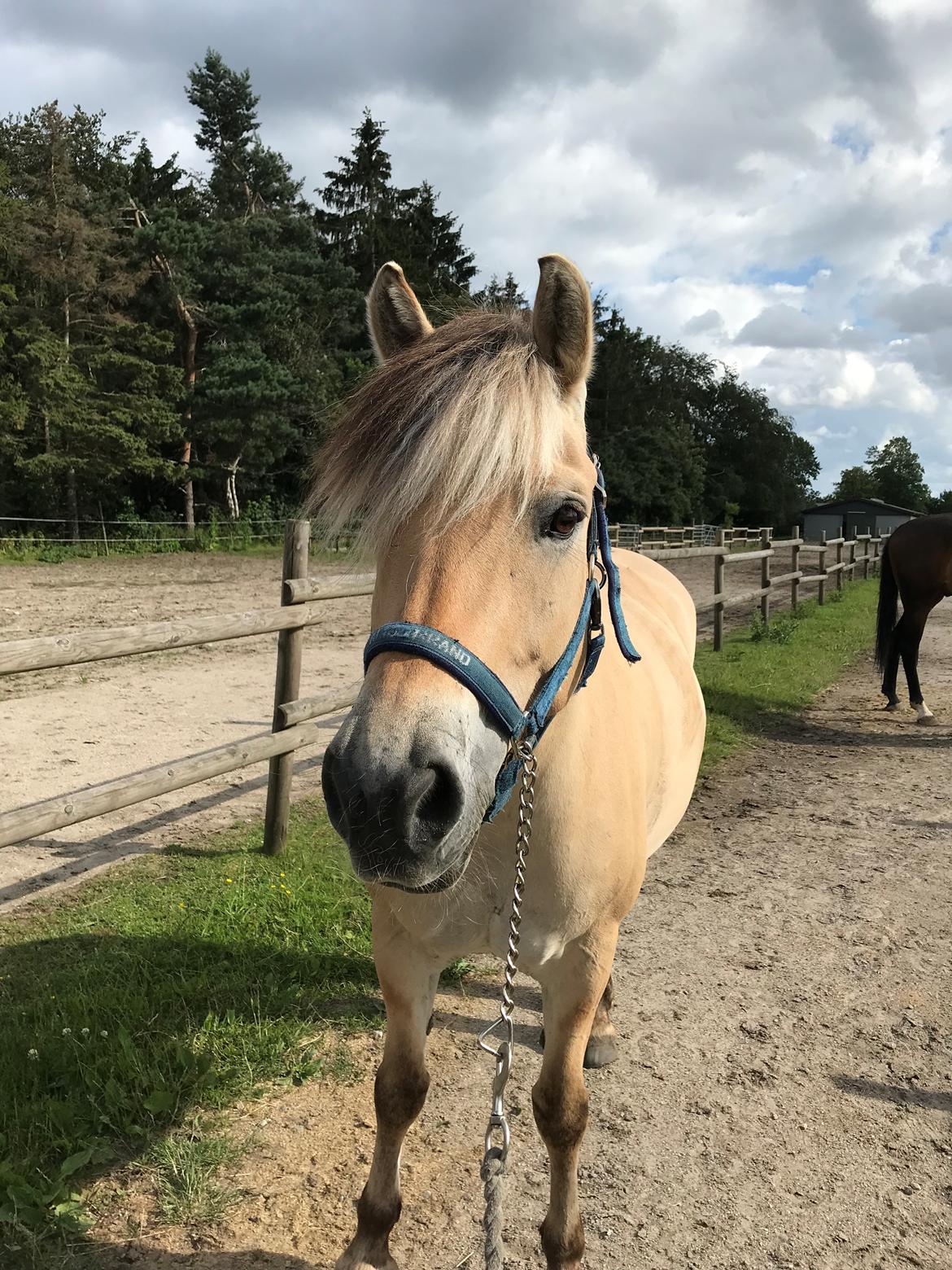 Fjordhest Merle vårby - (Tideliger part) billede 12