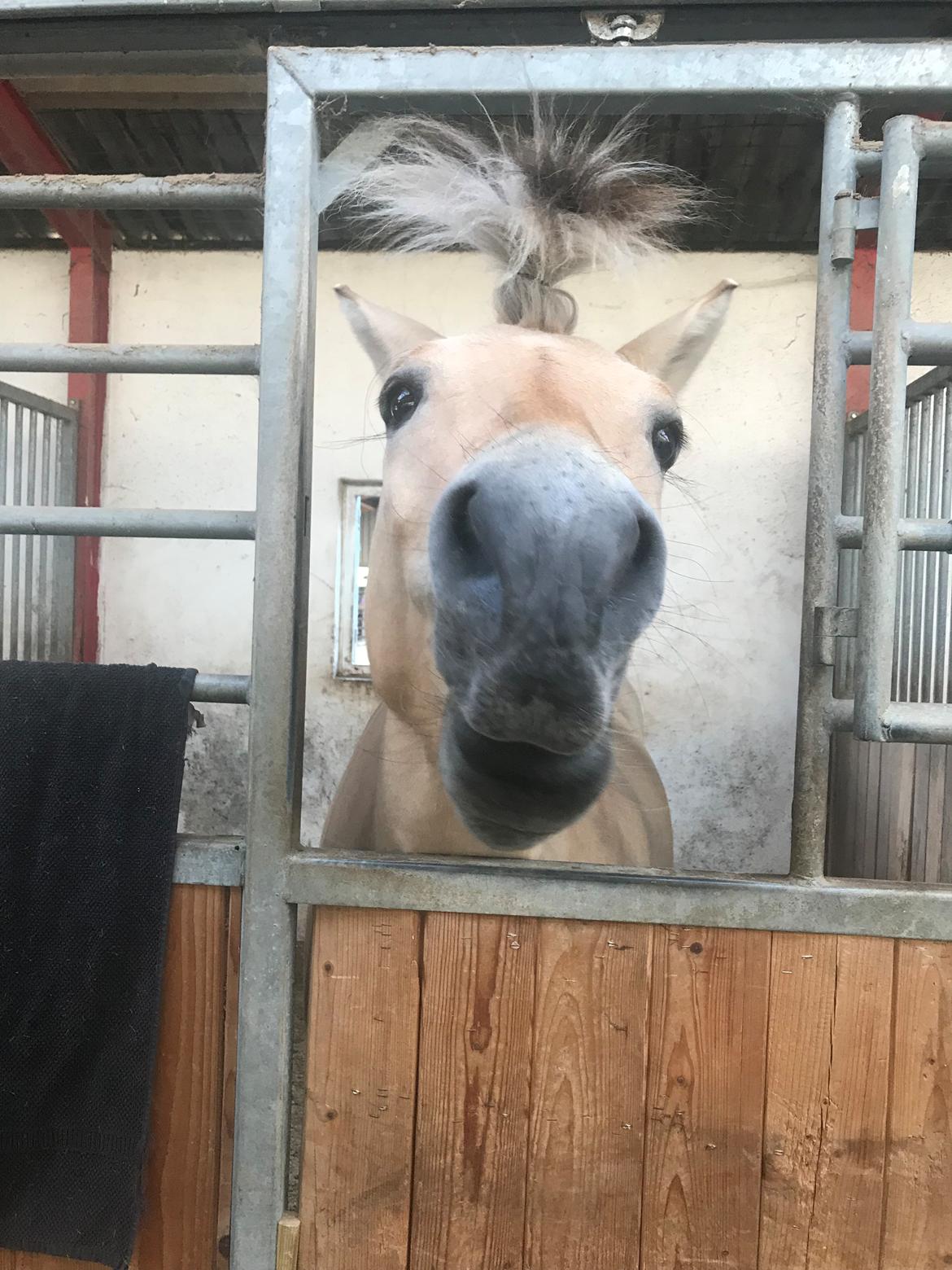 Fjordhest Merle vårby - (Tideliger part) billede 13