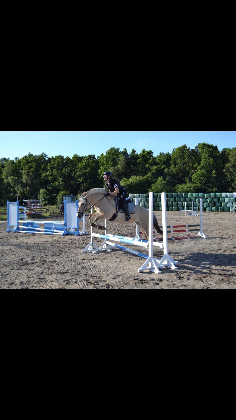 Fjordhest Merle vårby - (Tideliger part) billede 14