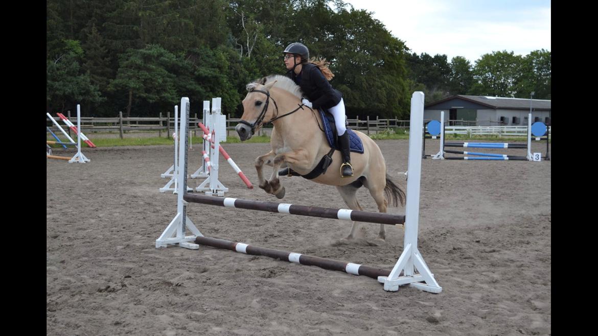 Fjordhest Merle vårby - (Tideliger part) billede 11