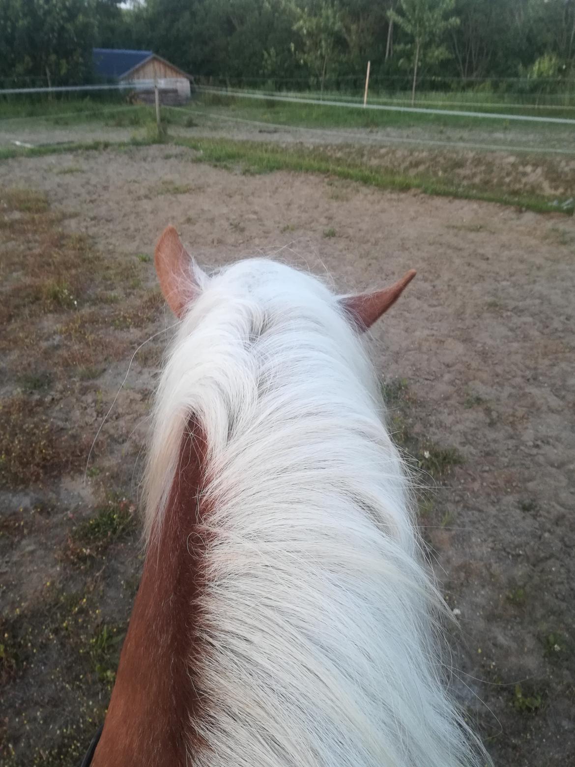 Haflinger Tabine af Frøbjerg billede 13