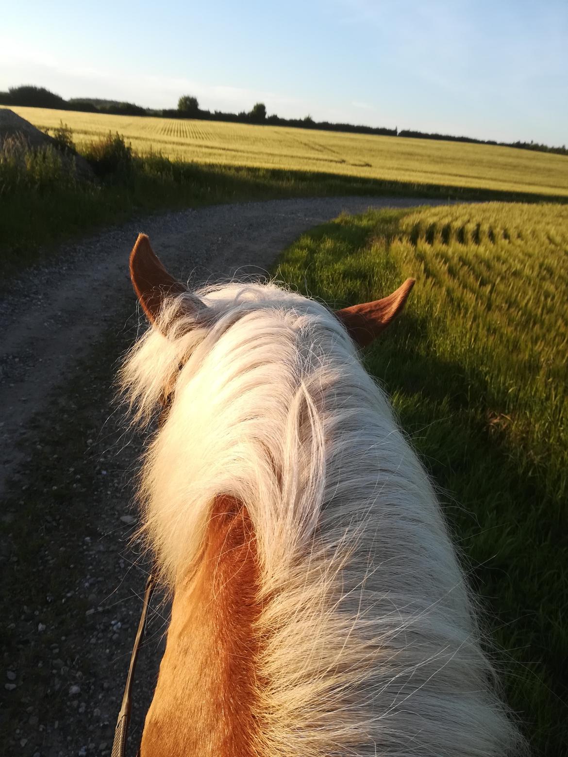 Haflinger Tabine af Frøbjerg billede 14