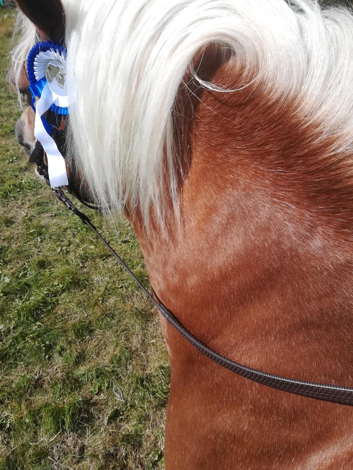 Haflinger Tabine af Frøbjerg billede 12