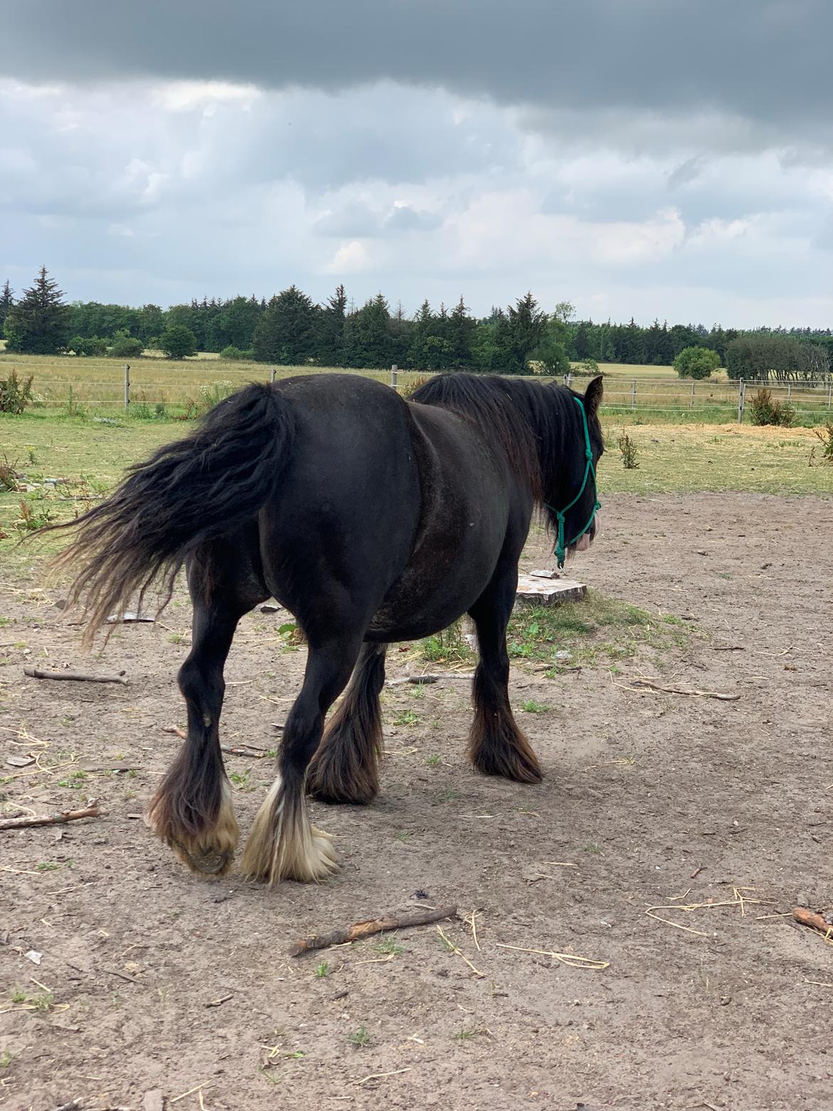 Irish Cob Murphy's Black Beauty *solgt* billede 3