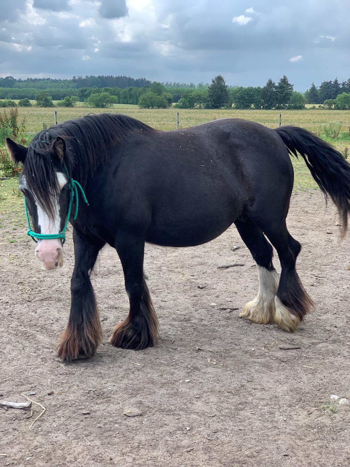 Irish Cob Murphy's Black Beauty *solgt* billede 4