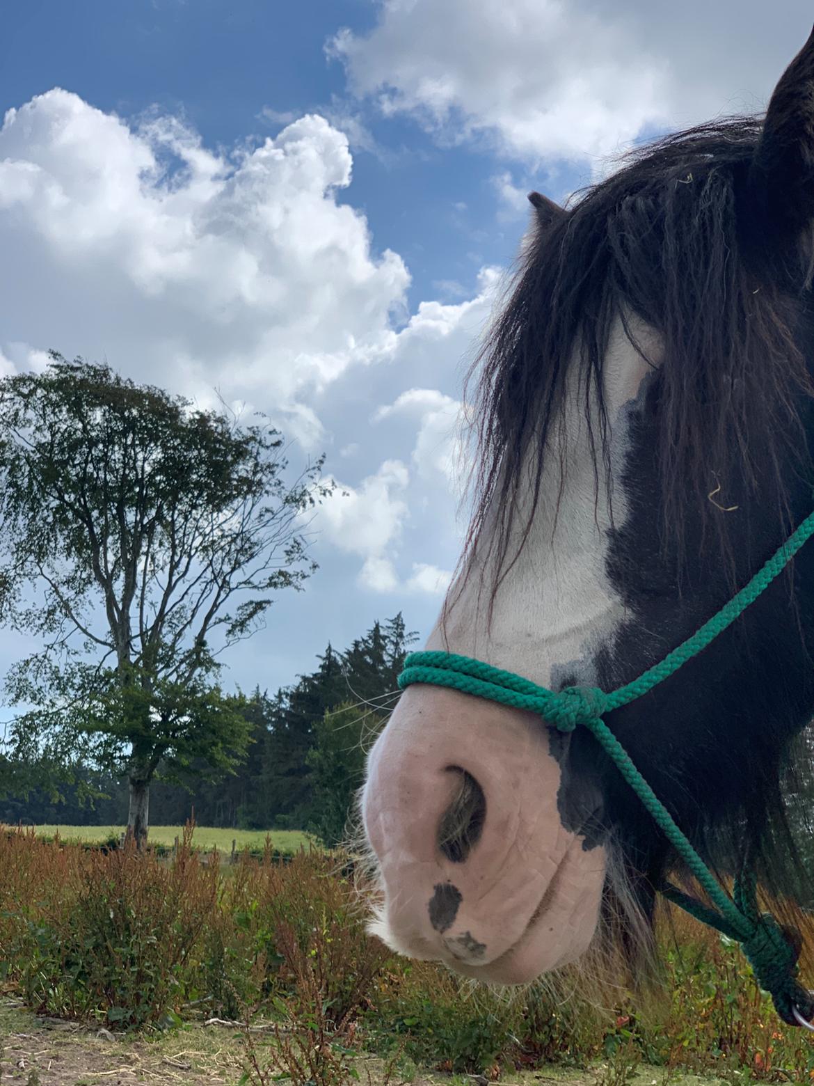 Irish Cob Murphy's Black Beauty *solgt* billede 6
