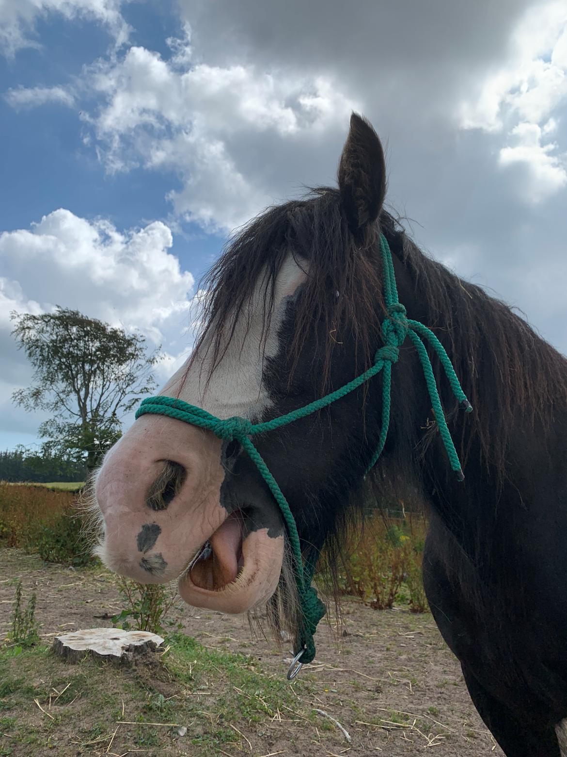 Irish Cob Murphy's Black Beauty *solgt* billede 8