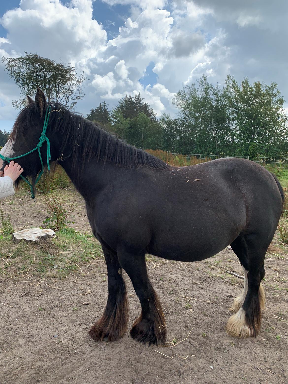 Irish Cob Murphy's Black Beauty *solgt* billede 9